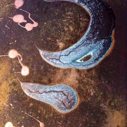 Crescent and Tadpole Nebulas